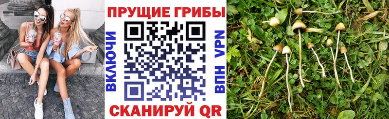 цены   Ветлуга  сайты даркнета официальный сайт  Псилоцибиновые грибы Cubensis 